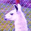LLamas for Omana
