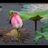lotus