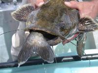 Guys holding fish