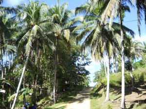 The Best Business Trip Ever – Part I: Tagbilaran City to San Roque