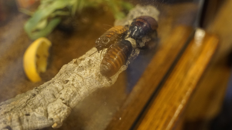 The Value of 1,000 Ladybugs