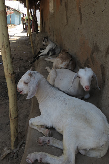 New Field Partner: Mahashakti brings opportunity to Indians living on less than US$1 a day