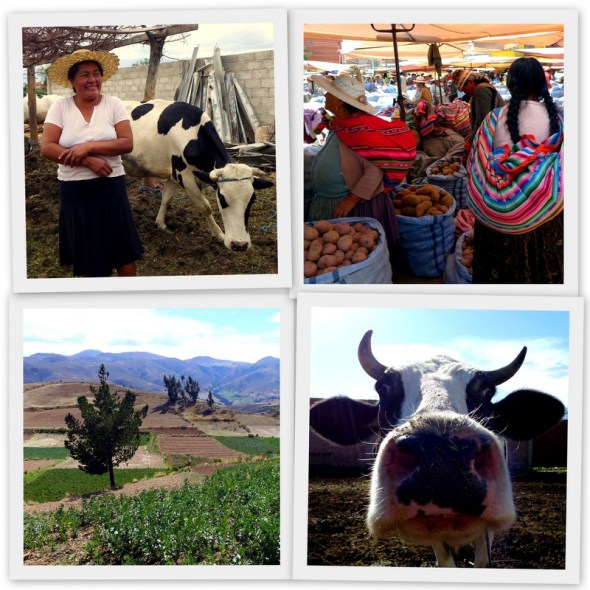 Elusive Cash Cows and Bread Baskets: Challenges Facing Bolivian Farmers Today