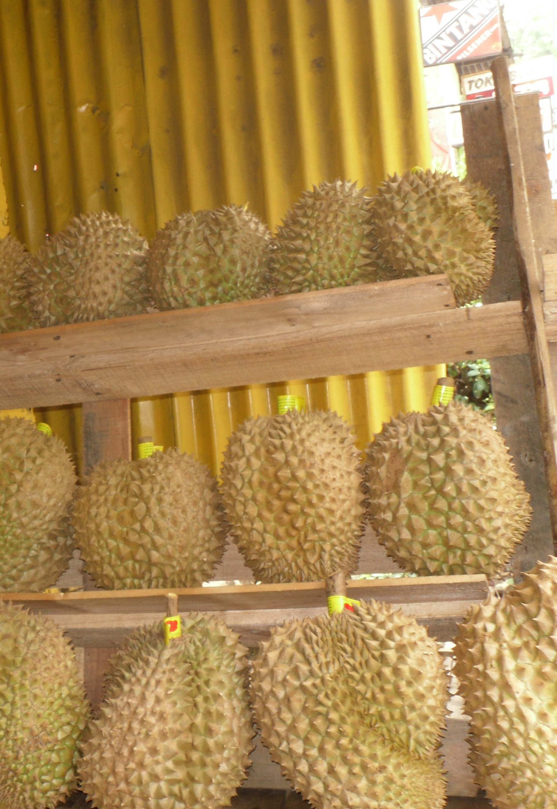 New City, New Field Partner: Settling into the “Big Durian” (Part 1 of 2)