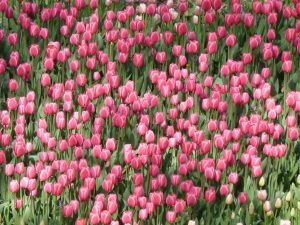 Tulip Mania, Tulips are from Turkey not the Netherlands + Maya’s Only Florist + Fast Flower Facts