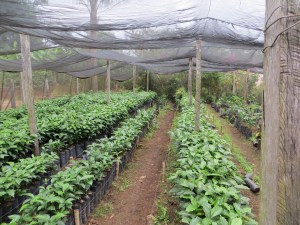 Coffee Time: Welcoming La Unión Regional Huatusco to Kiva