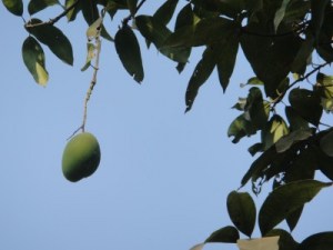 Mangoes and Motos: Visits to the field in Cambodia