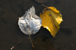 Culture, cock fighting and something of value.