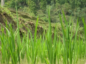Rice Accounting 101 in Rural Cambodia