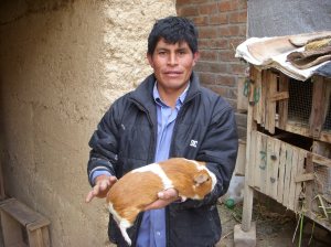 Re-Introducing the Guinea Pig