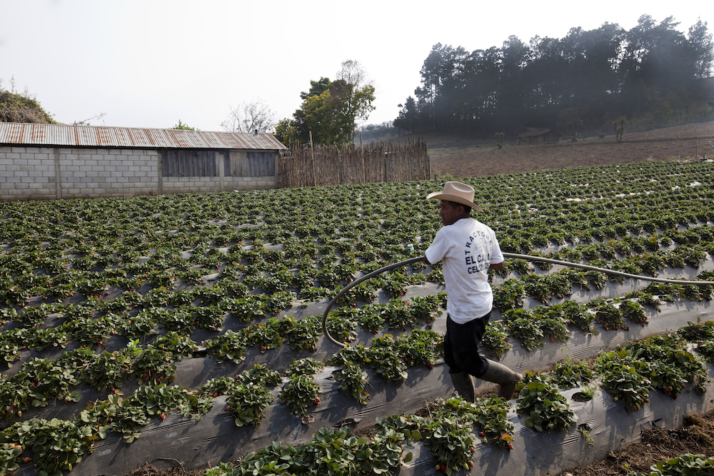 A man tends to his farm in Guatemala