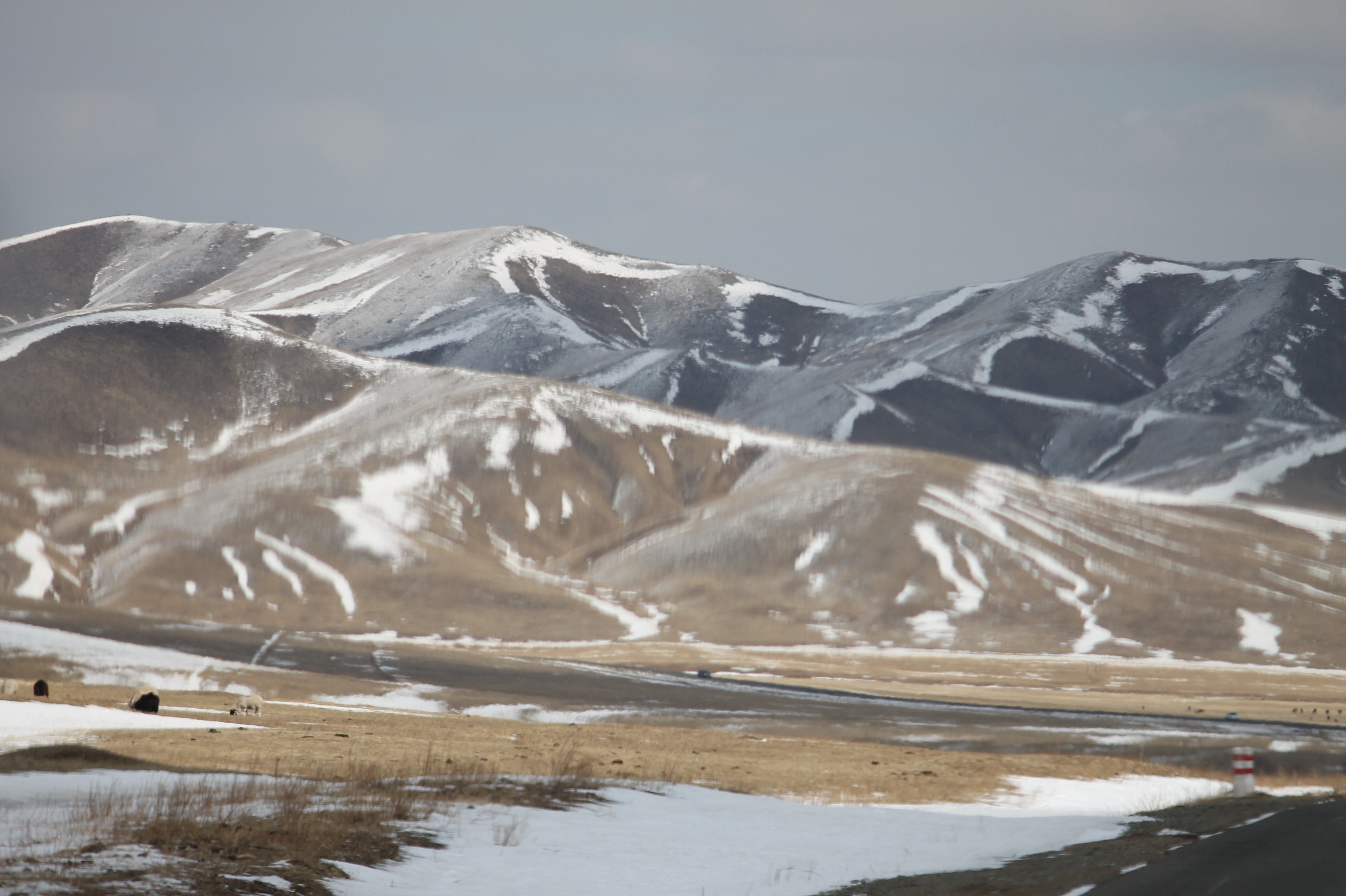 Of Baby Animals and Borrowers in Selenge