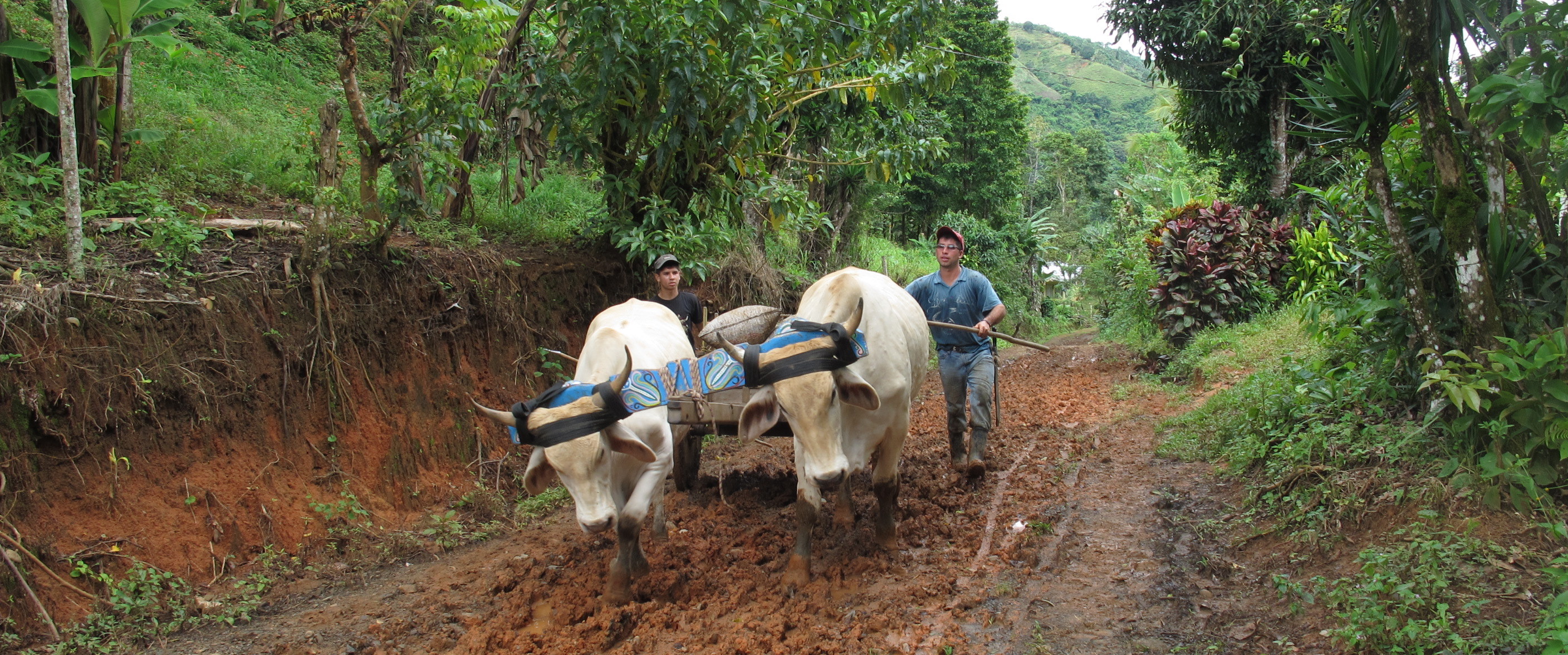Village Banks BY Farmers FOR Farmers: A Microcredit Labor of Love