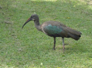 The Last Days of the Dodo