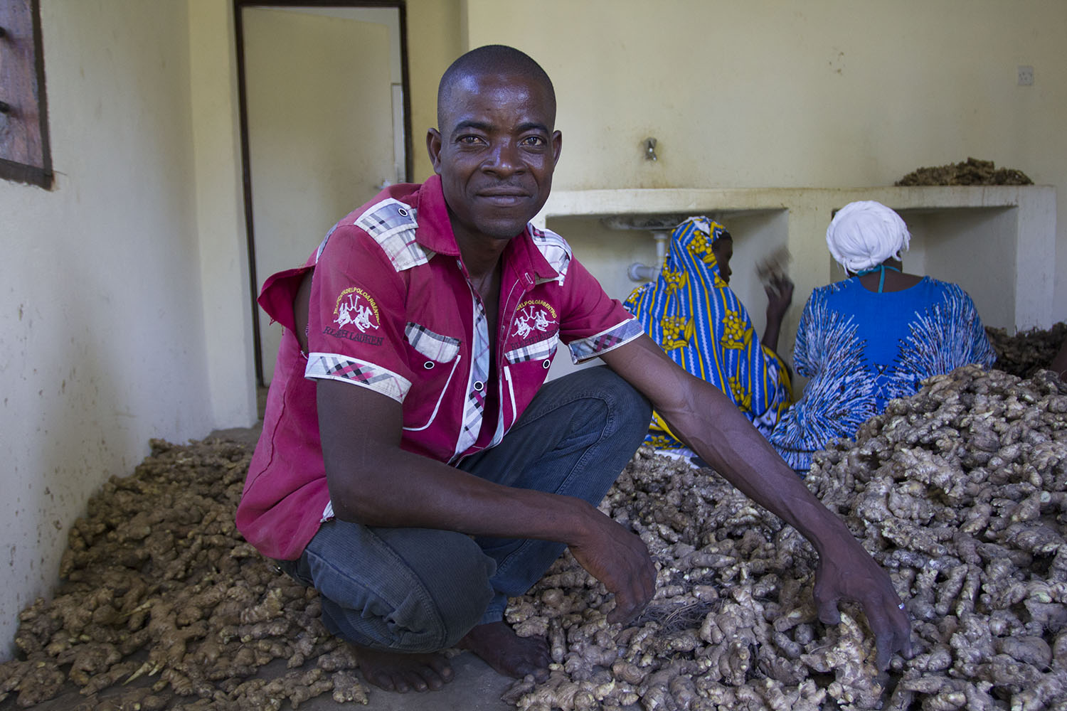 It’s time to harvest: growing ginger on the Kenyan coast