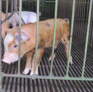 Green Microfinance: Backyard Biogas in Bali, Indonesia