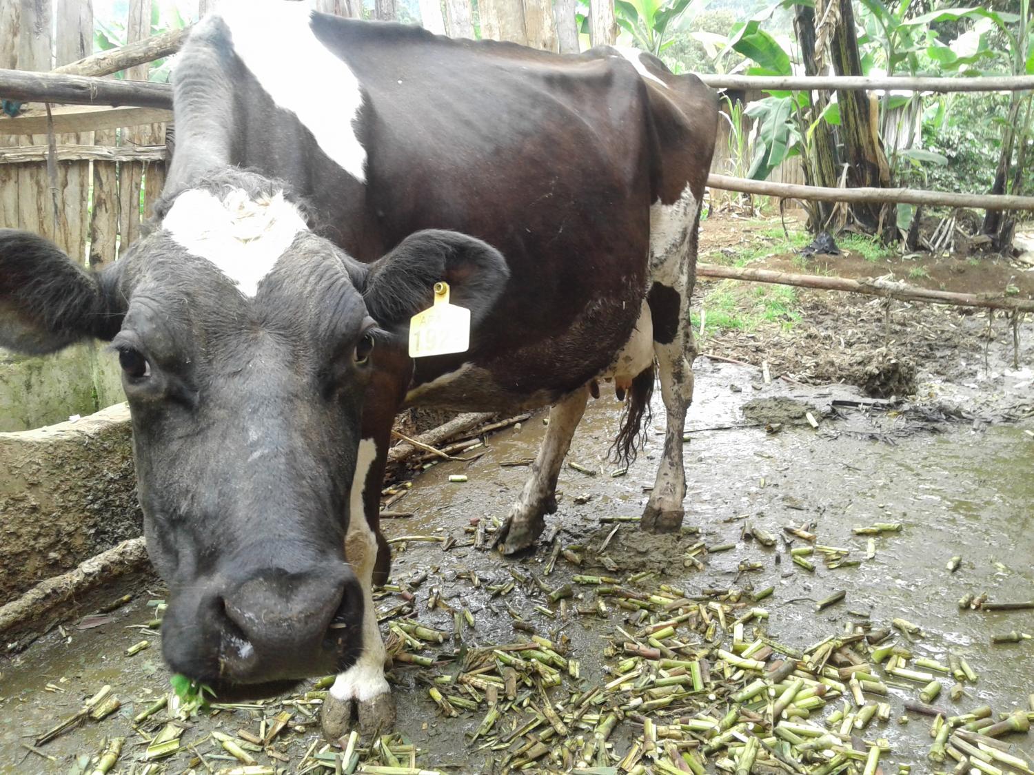 Climate-smart agriculture produces 40 litres in revenue 