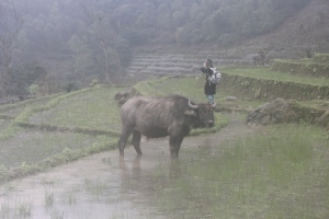 Working Animals, Conservation & Microfinance