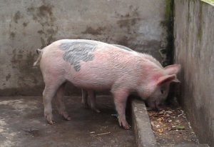 Dollarization in Ecuador, where 1 = 1