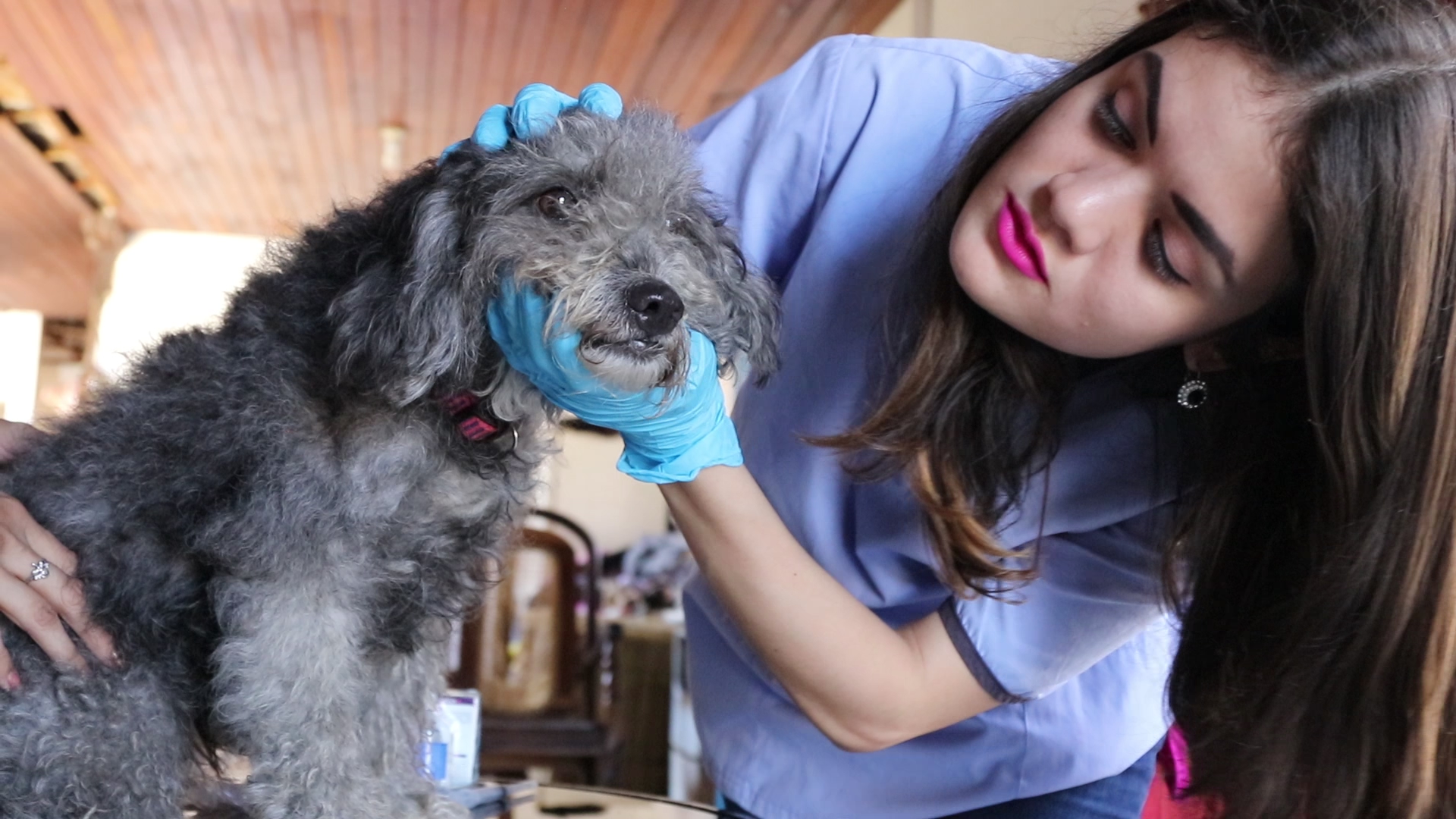 A Kiva loan of $1,825 helped to pay the expense of registering her veterinary medicine degree.
