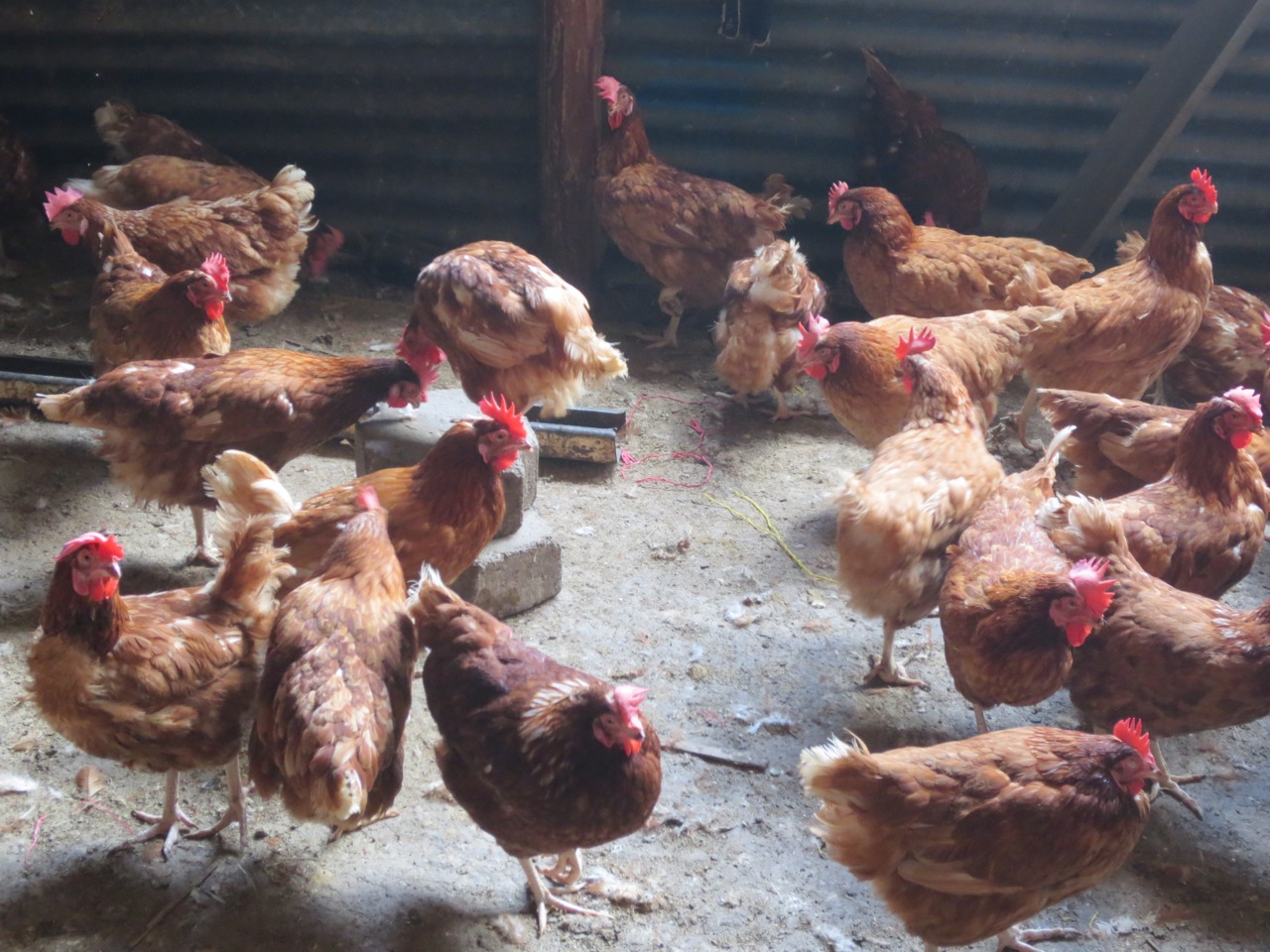 Empowering Women Entrepreneurs: A Kiva Success Story