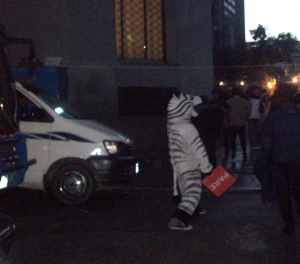 What we can learn from La Paz’s zebras: A guide for future Kiva fellows