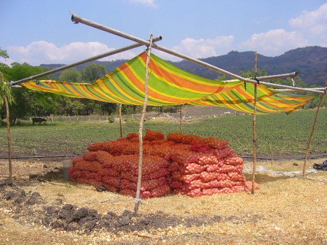 Kiva Farmers: A Tale of Irony and Woe in Nicaragua