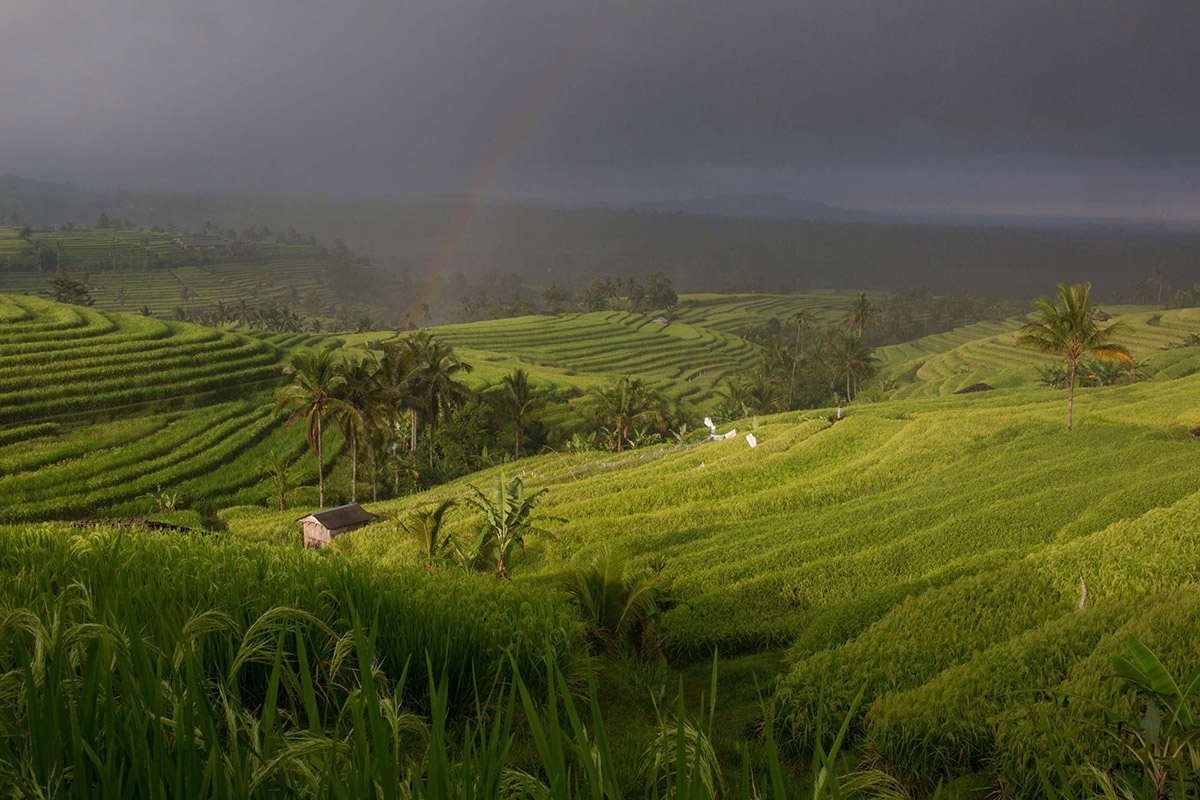 Regina’s Dream: Empowering Bali artisans