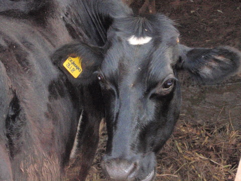 When Cows Attack (with video)!