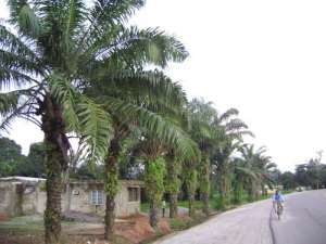 No Short Cuts to the Top of a Palm-tree