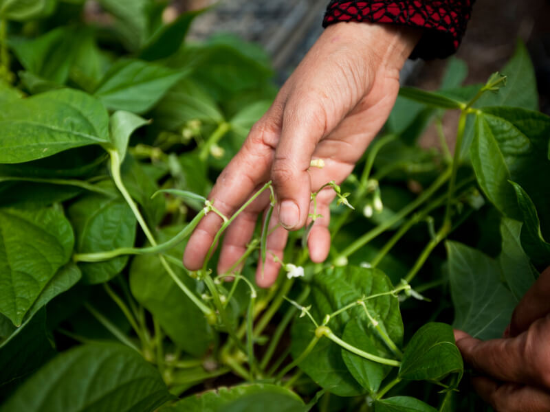 Refugees and Displaced Peoples