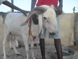 Triple Taste of Tabaski: Tour of a Three Day Muslim Holiday