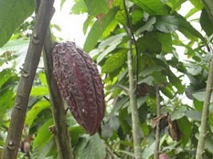 How Microfinance Helps Cacao Farmers