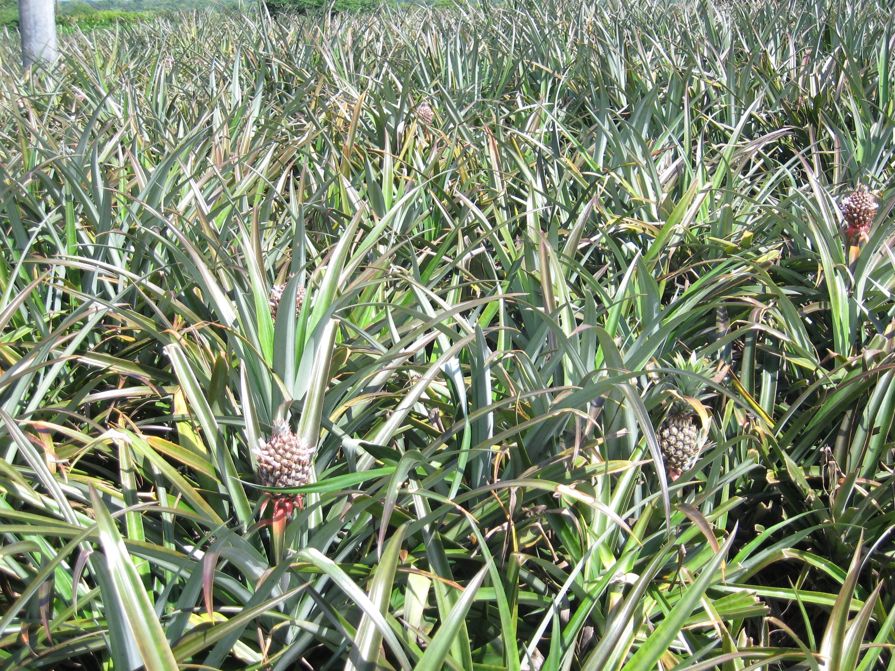 Pineapple, Plantains, Pitahaya…Oh My!