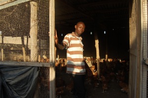 Tuning Out and Coming To…in a Chicken Coop