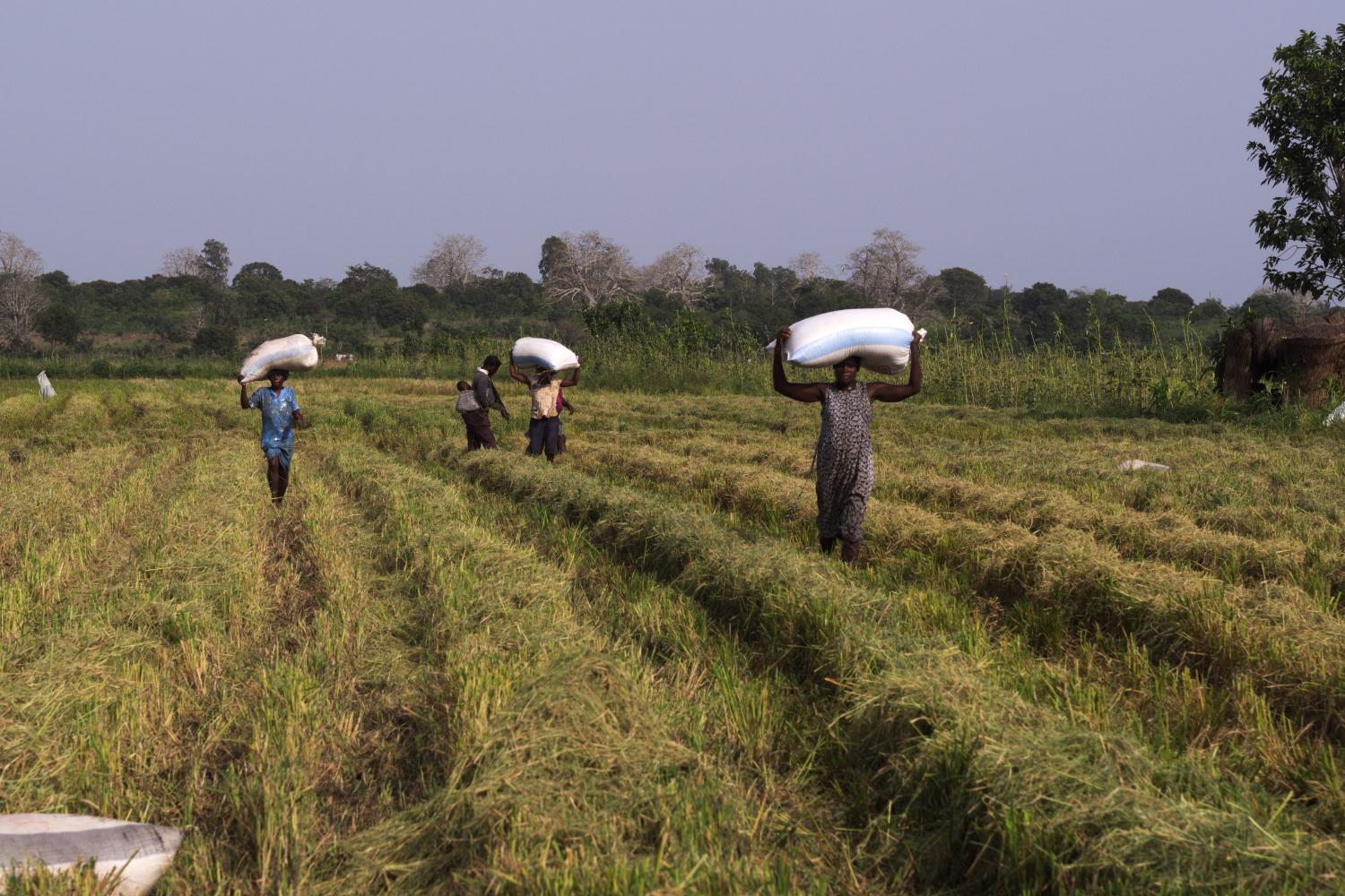 Kiva, the missing piece of a puzzle to boost rice farmers