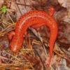 Red Salamanders
