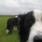 Translator profile picture