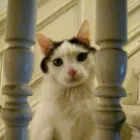 Translator profile picture