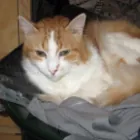 Translator profile picture