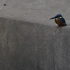 Translator profile picture