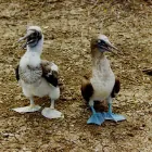 Translator profile picture